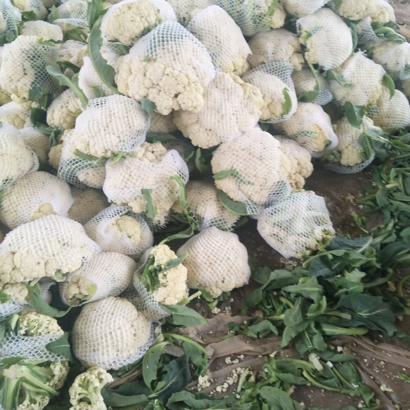 优质有机花菜，松花菜，质量好，青梗，白面，价格便宜，产地直发