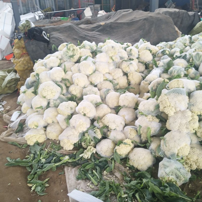 优质有机花菜，松花菜，质量好，青梗，白面，价格便宜，产地直发