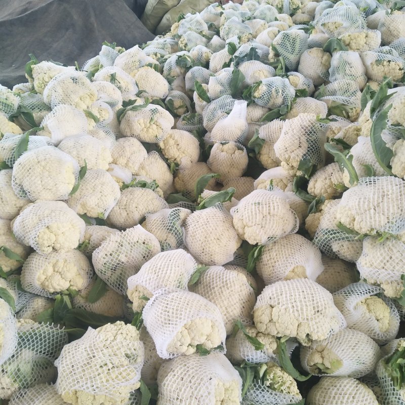 优质有机花菜，松花菜，质量好，青梗，白面，价格便宜，产地直发