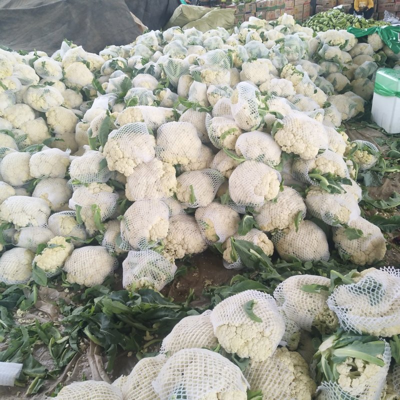 优质有机花菜，松花菜，质量好，青梗，白面，价格便宜，产地直发