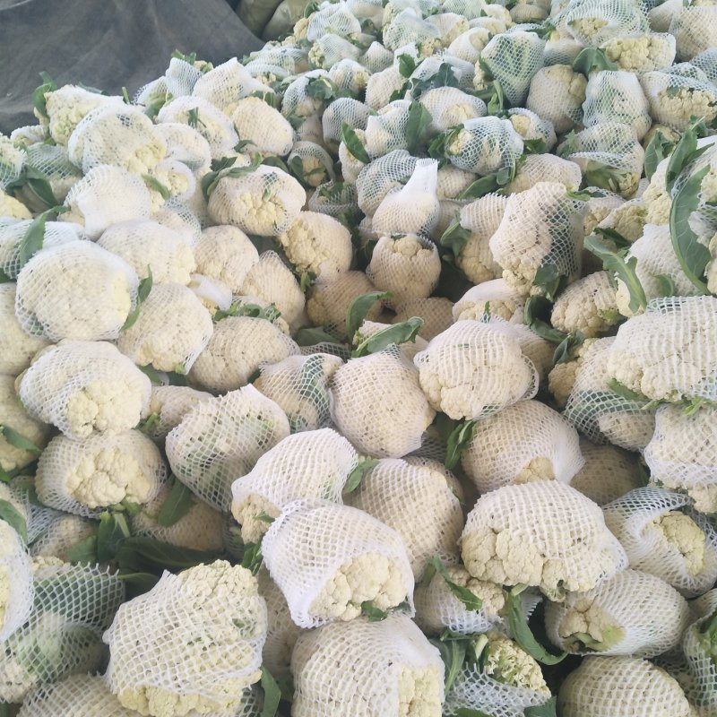 优质有机花菜，松花菜，质量好，青梗，白面，价格便宜，产地直发