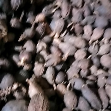 草果