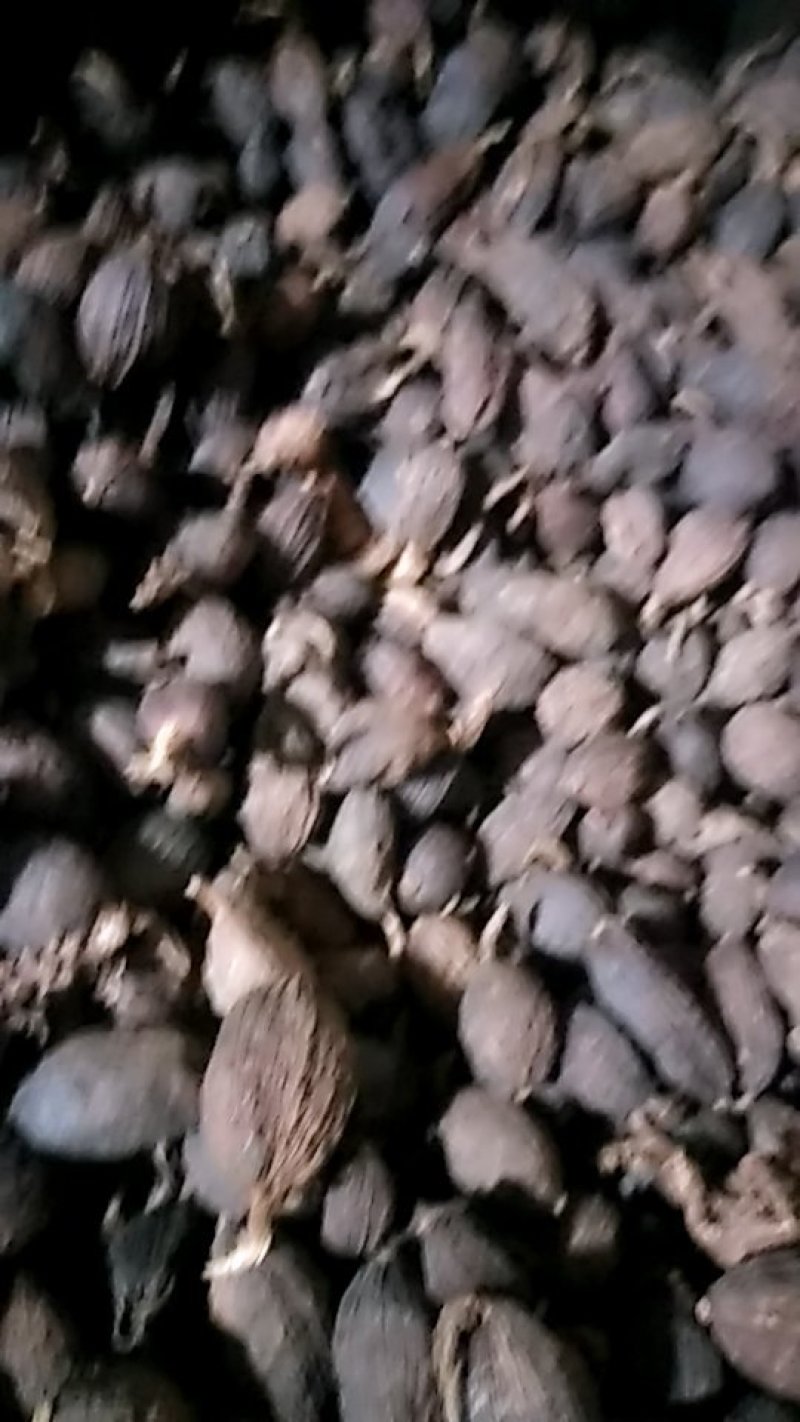 草果
