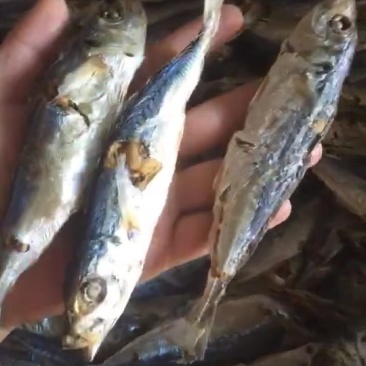 巴浪鱼干