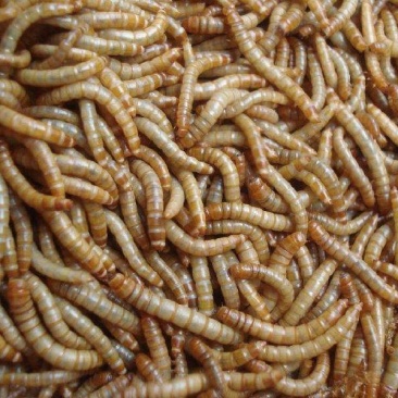 黄粉虫出售，寻找收货商