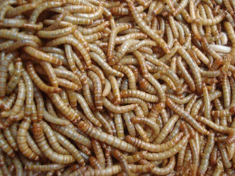 黄粉虫出售，寻找收货商