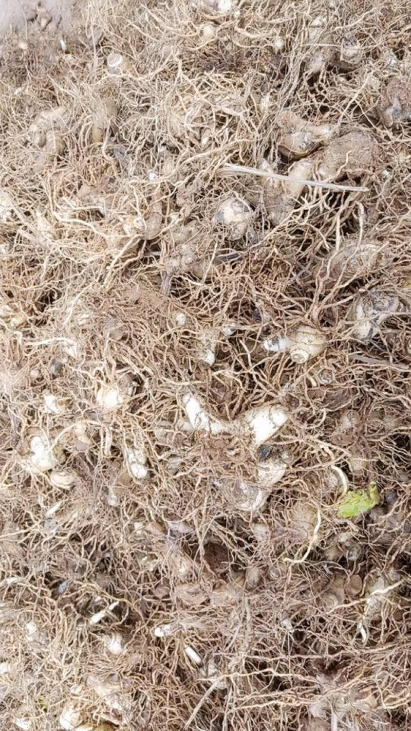 出售白芨带根