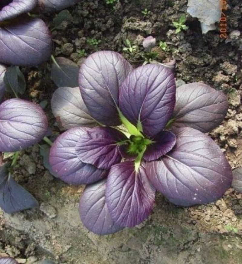 紫油菜彩色观赏食用油菜种子