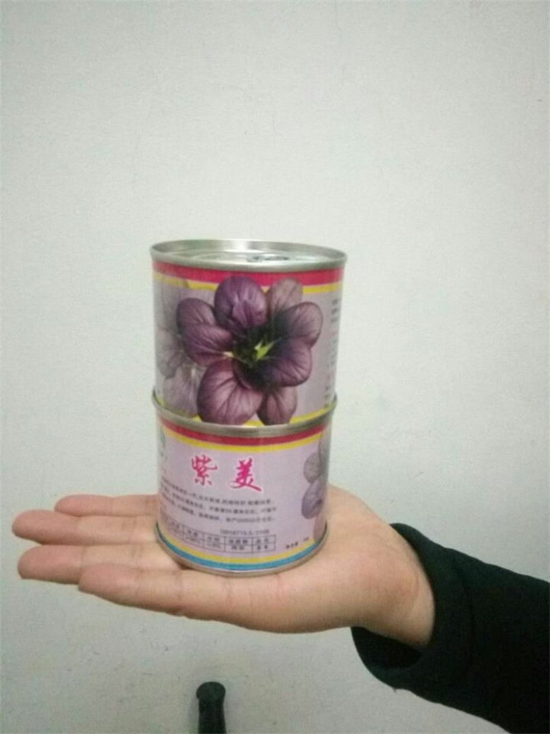 紫油菜彩色观赏食用油菜种子