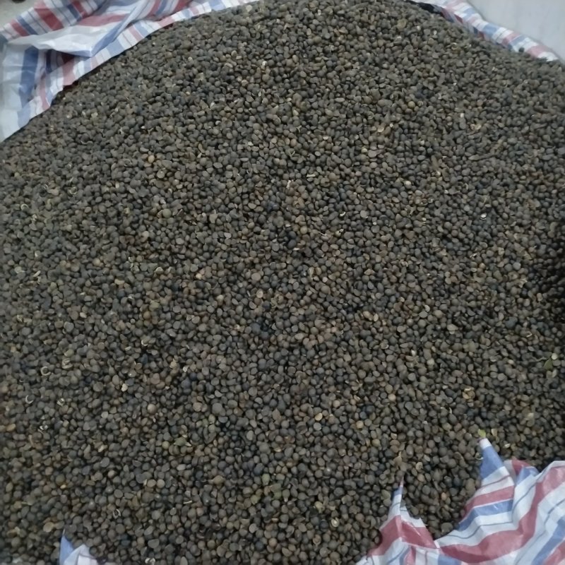 野山油茶籽