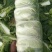 黄心白菜！湖北钟祥伍庙蔬菜基地**，质量保证！信誉保障