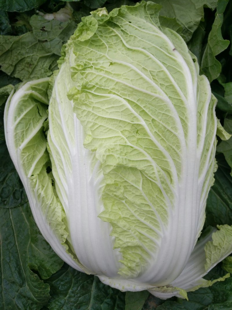 黄心白菜！湖北钟祥伍庙蔬菜基地**，质量保证！信誉保障