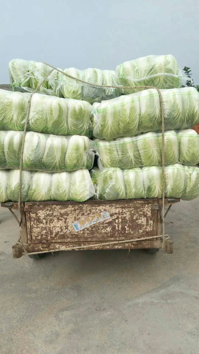 黄心白菜！湖北钟祥伍庙蔬菜基地**，质量保证！信誉保障