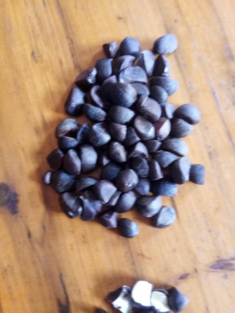 大别山将军县油茶果