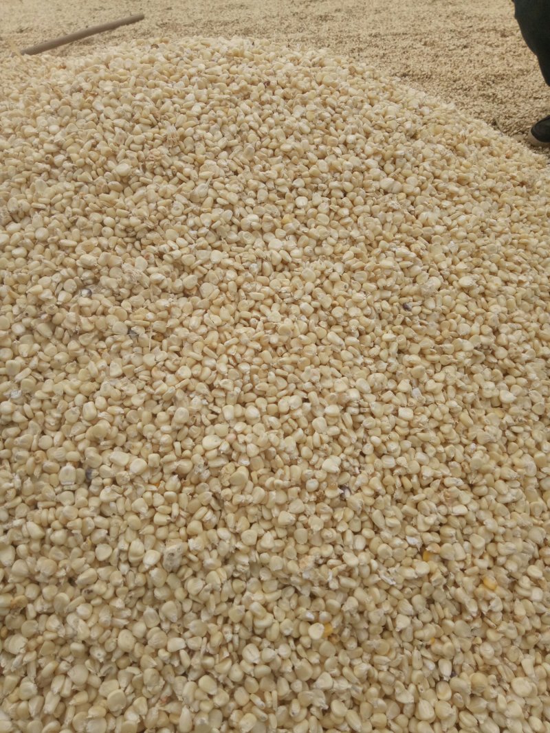 黏玉米