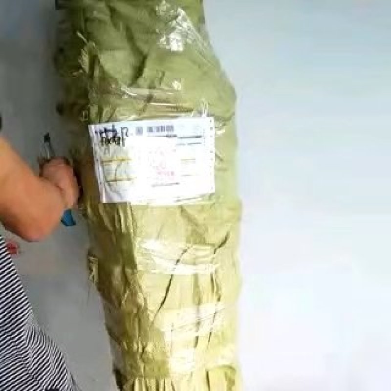 美国蛇李子苗，三年苗，，