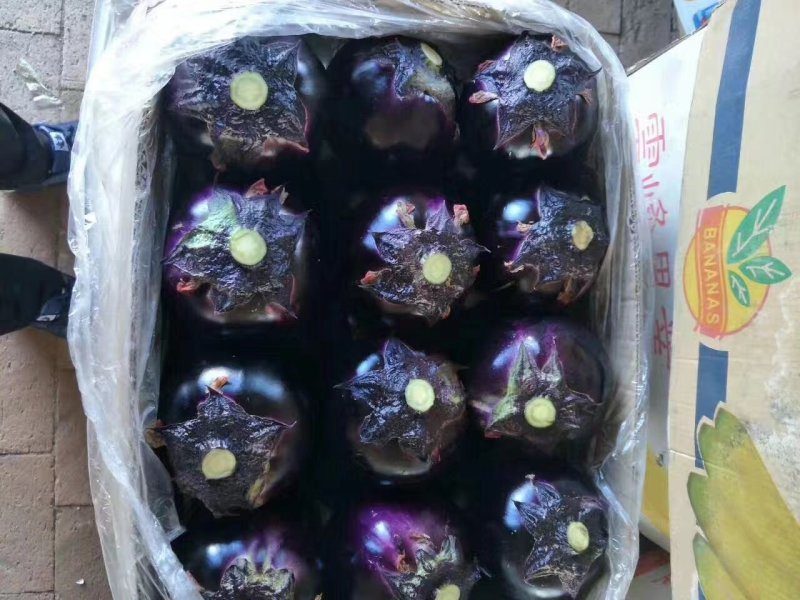 紫光圆茄诚信代办超市专供，市场首先产地直销物美价