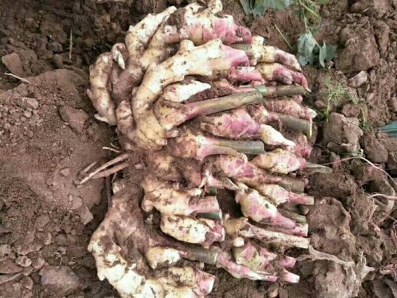 鲜姜，红芽姜大量上市了，产地直发欢迎来电咨询