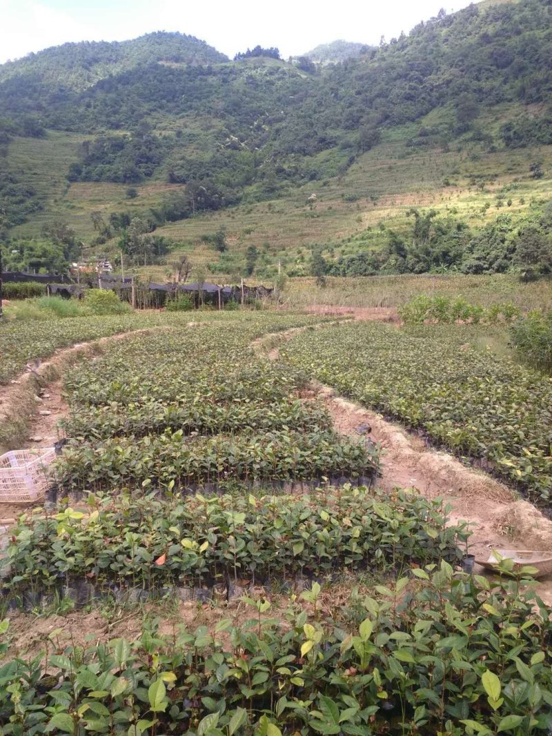 红花油茶嫁接苗实生苗