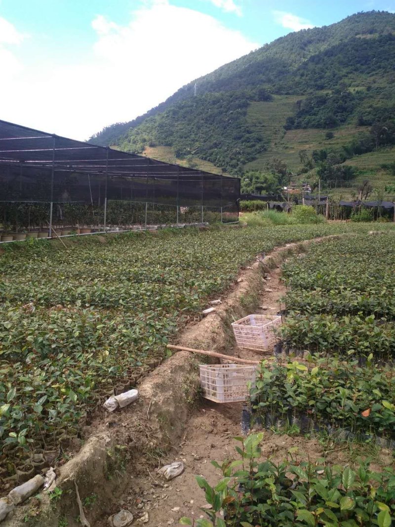 红花油茶嫁接苗实生苗