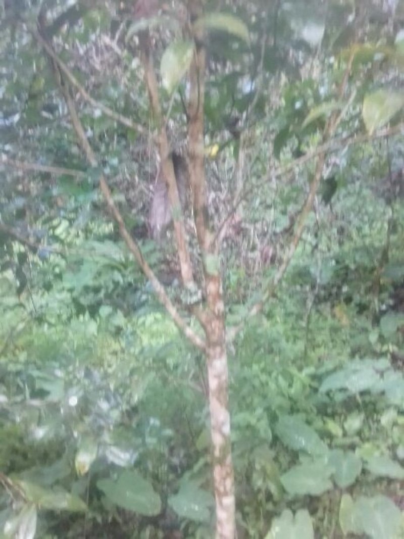 红花油茶嫁接苗实生苗