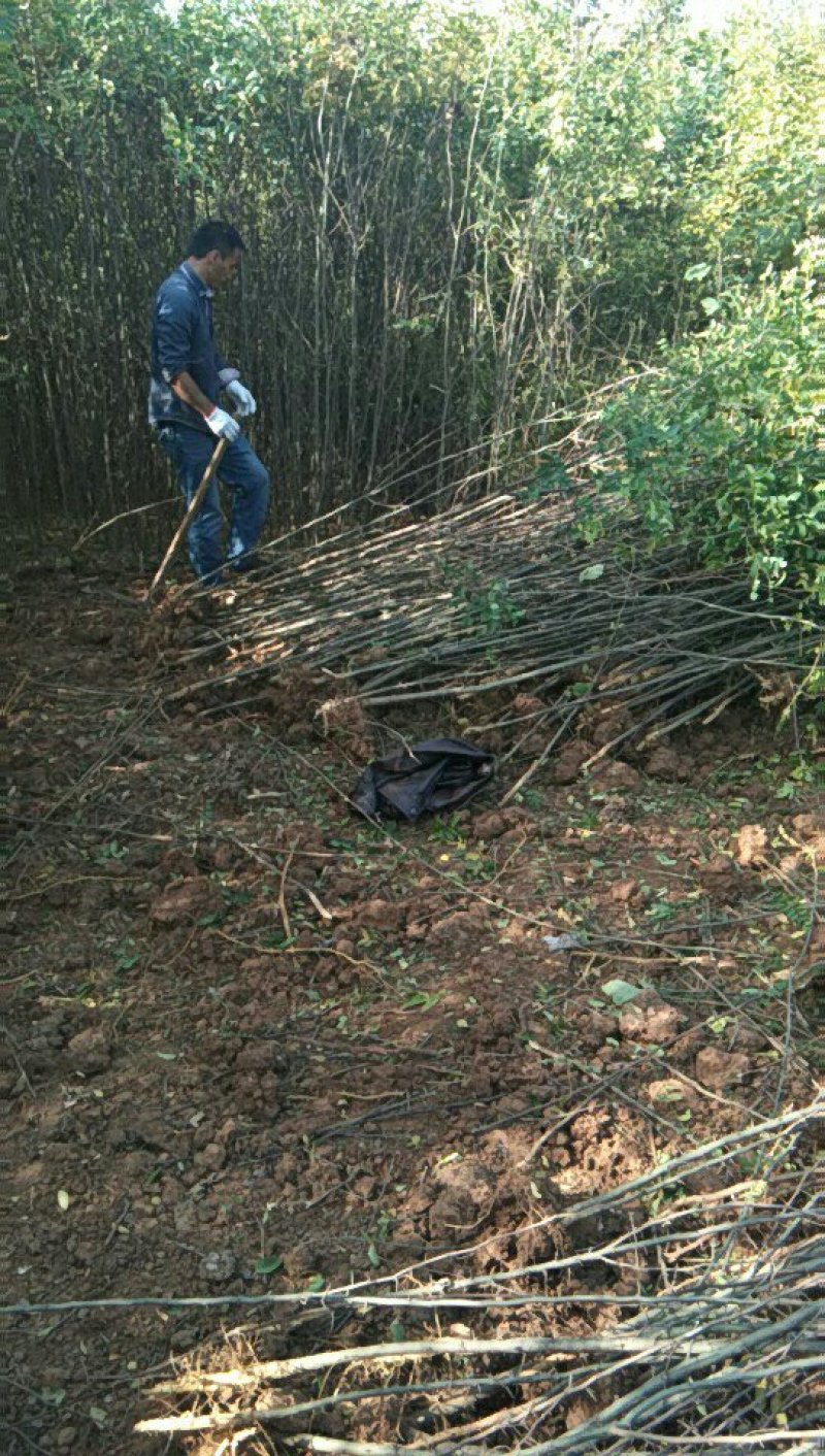 种苗