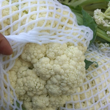 湖北松花菜，白面青梗基地现货，量大，对接商超市场批发