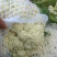 湖北松花菜，白面青梗基地现货，量大，对接商超市场批发