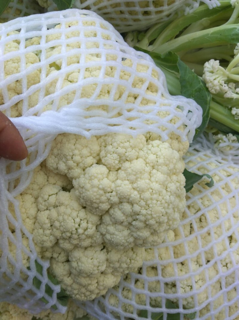 湖北松花菜，白面青梗基地现货，量大，对接商超市场批发