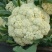 湖北松花菜，白面青梗基地现货，量大，对接商超市场批发