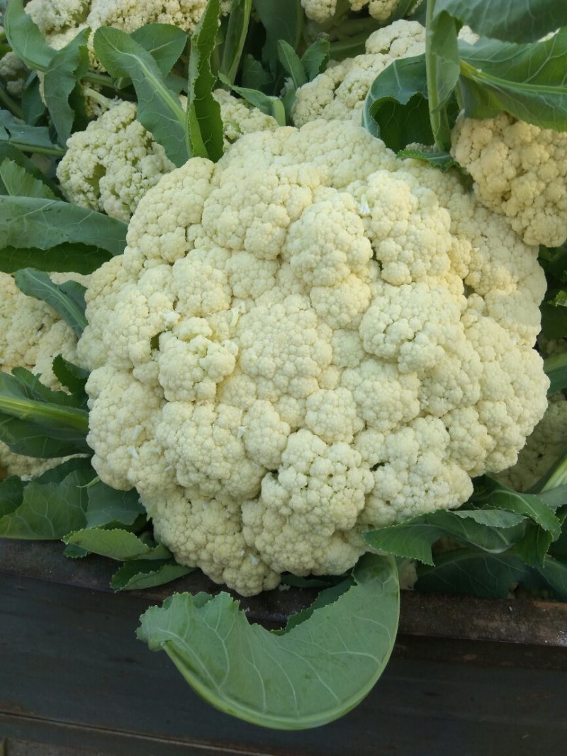 湖北松花菜，白面青梗基地现货，量大，对接商超市场批发