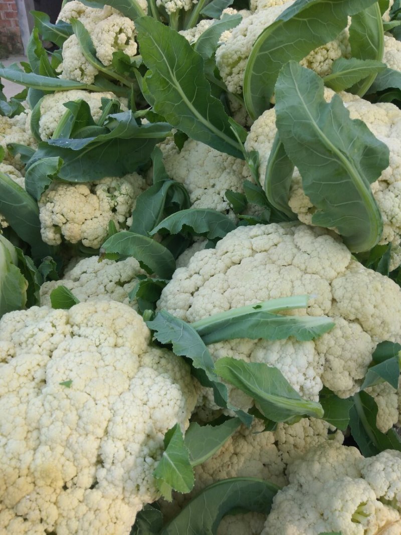 湖北松花菜，白面青梗基地现货，量大，对接商超市场批发