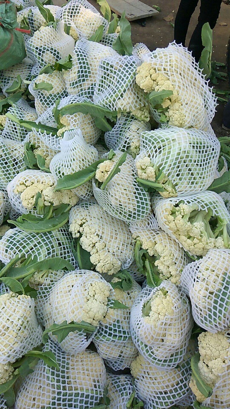 湖北松花菜，白面青梗基地现货，量大，对接商超市场批发