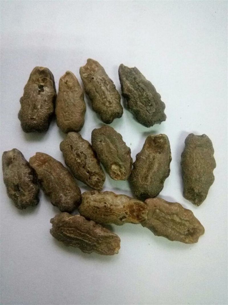 特长蛇瓜种子