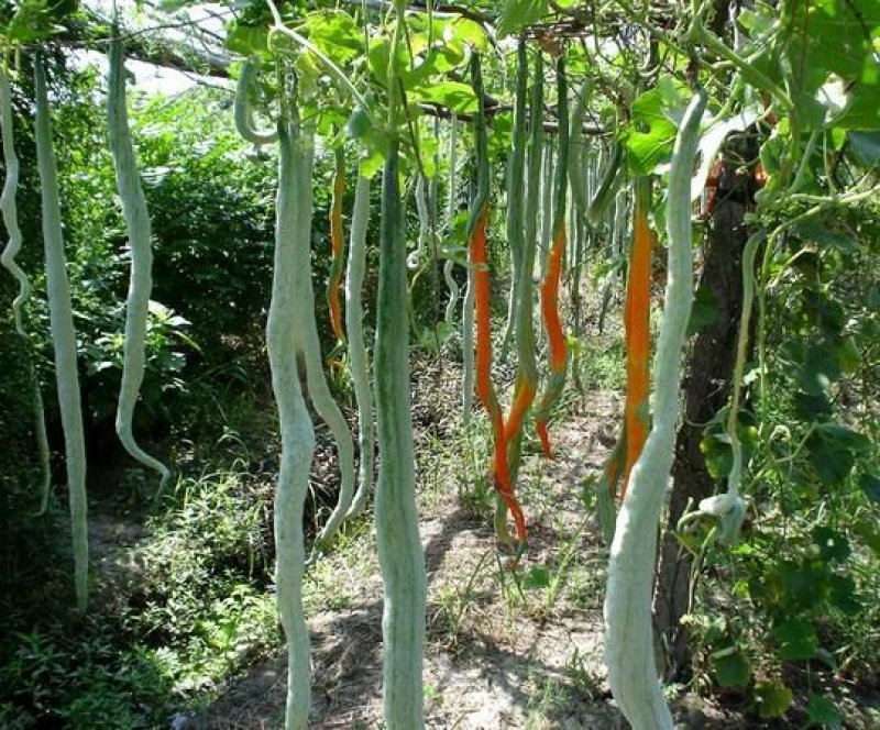 特长蛇瓜种子