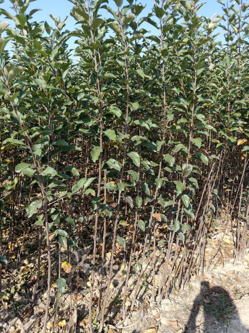 苹果苗矮化苹果苗