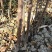 苹果苗矮化苹果苗