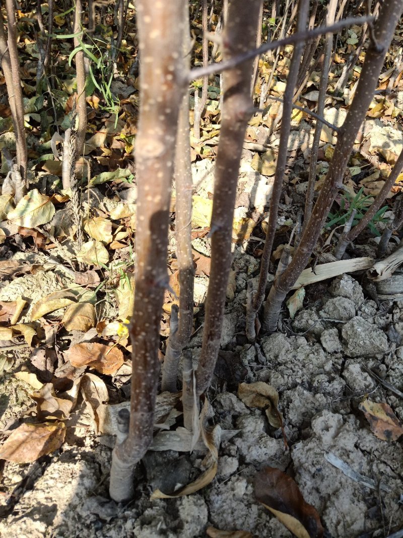 苹果苗矮化苹果苗