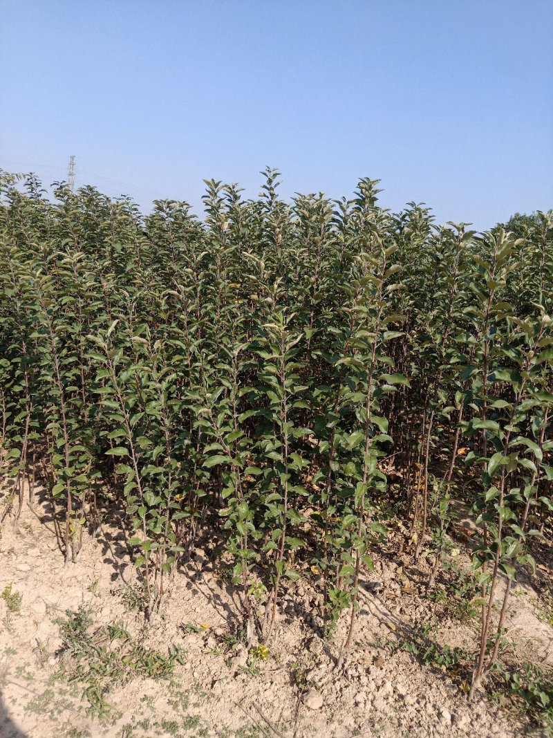 苹果苗矮化苹果苗