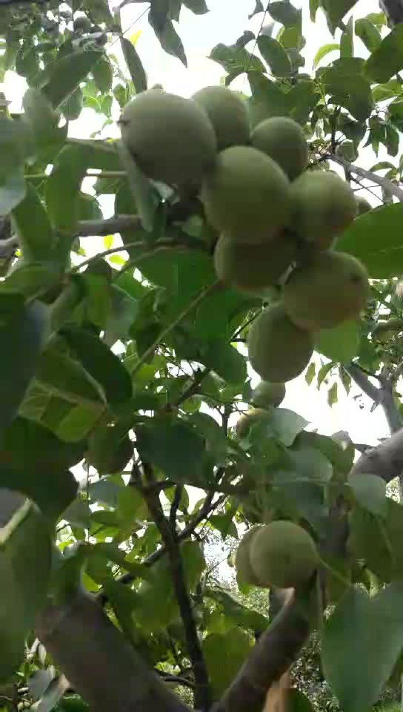 核桃苗，保品种纯度，包成活率，3-6公分核桃苗