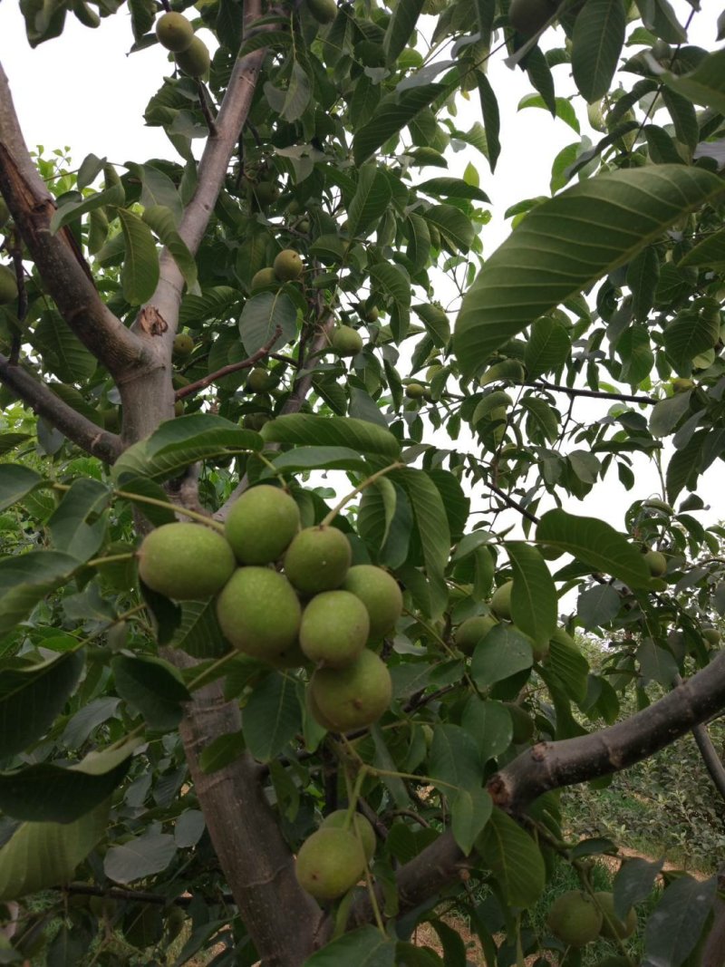 核桃苗，保品种纯度，包成活率，3-6公分核桃苗