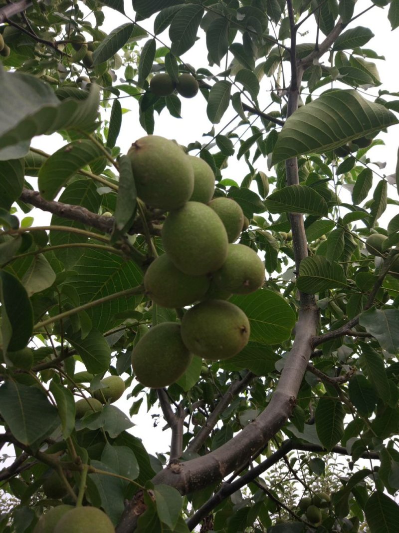 核桃苗，保品种纯度，包成活率，3-6公分核桃苗
