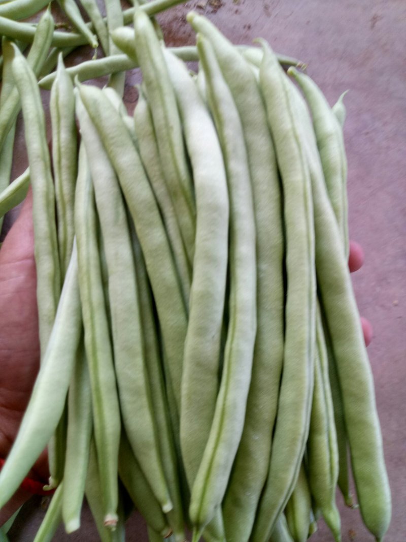 小金豆
