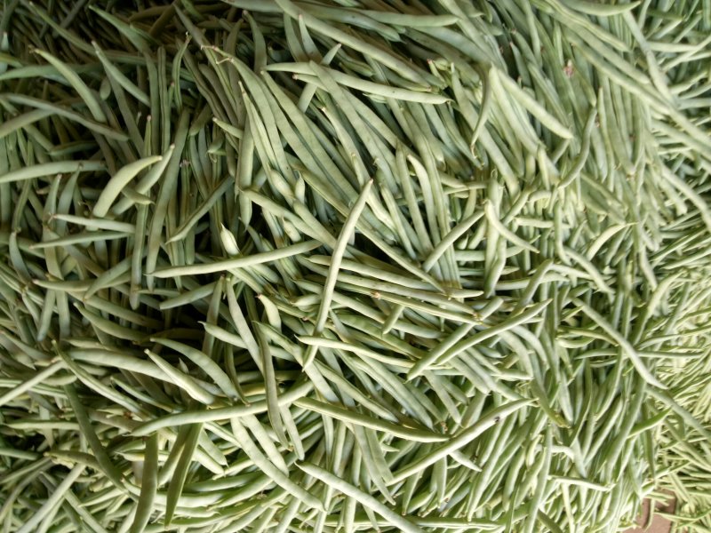 小金豆