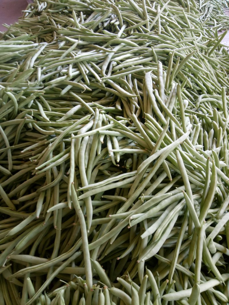 小金豆