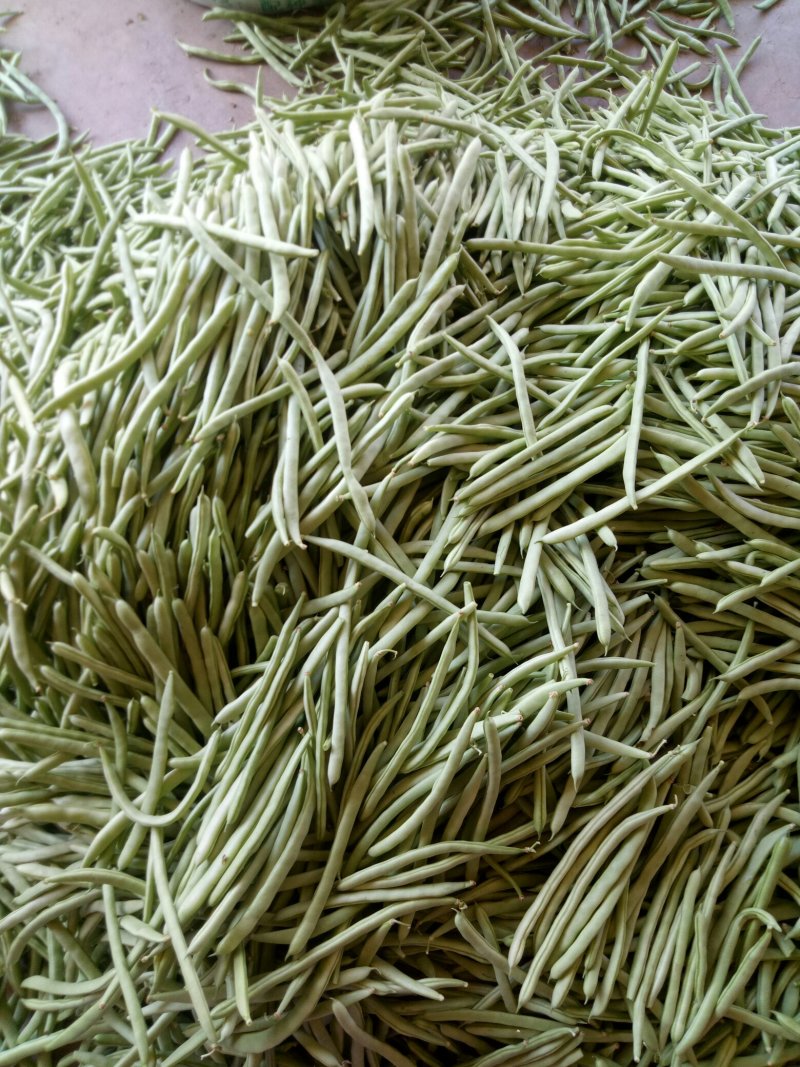 小金豆