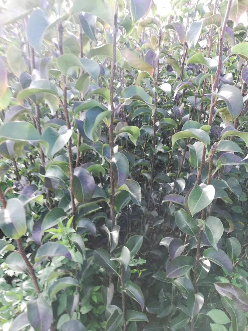 玉露香梨树苗