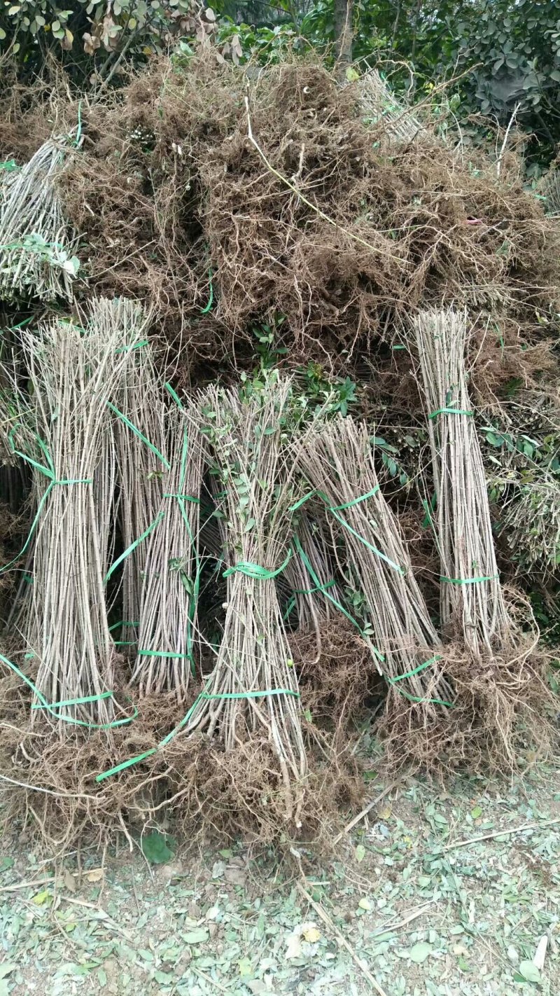 新疆水蜡量大批发，两年生水蜡低价供应