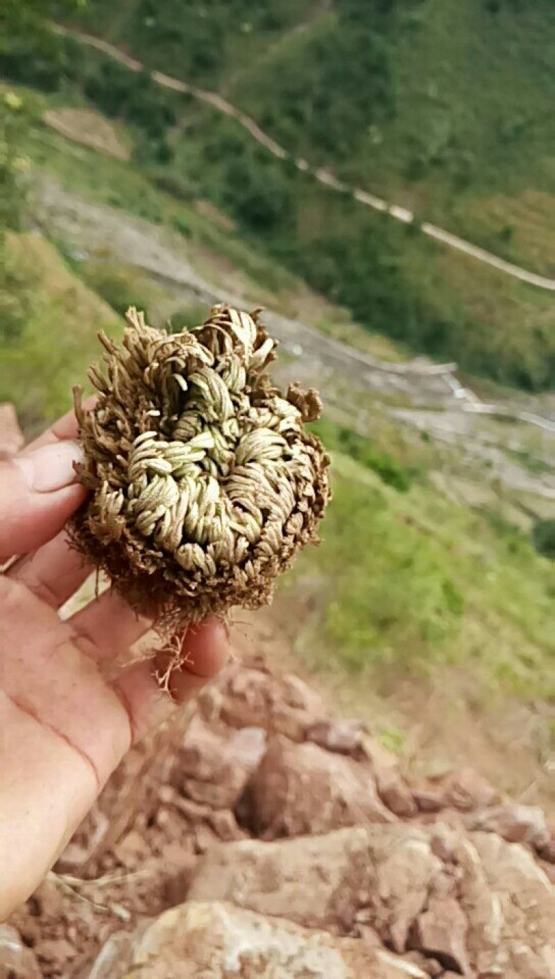 卷柏，也称还魂草，要大货的联系10元一公斤