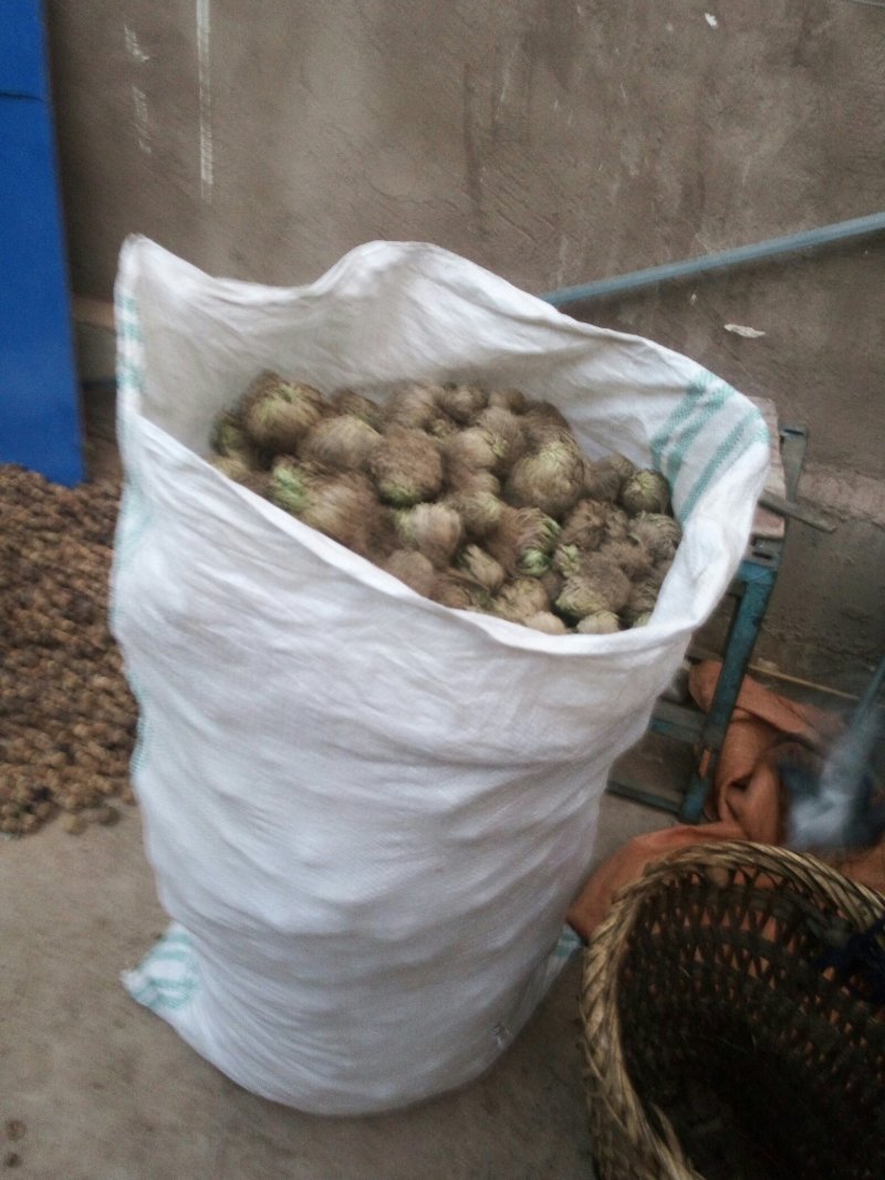 卷柏，也称还魂草，要大货的联系10元一公斤